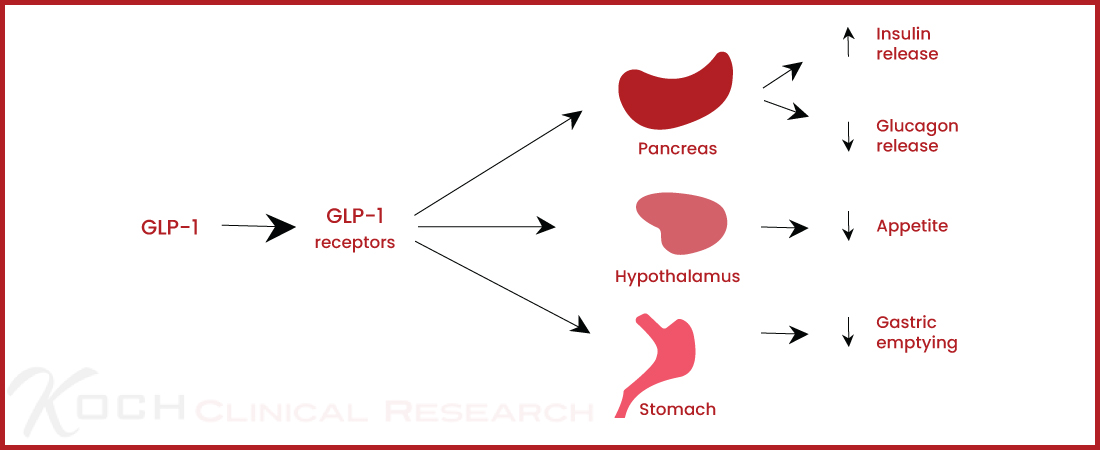 GLP-1